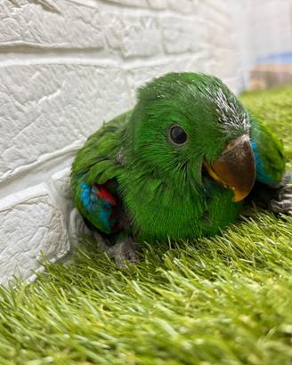 Baby Pappagallo Ecletto Roratus maschio