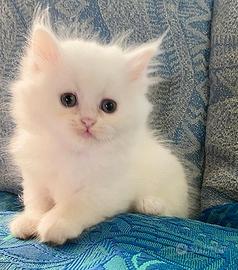 Gattina persiano normotipo