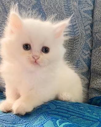 Gattina persiano normotipo