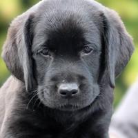 Cuccioli di Labrador