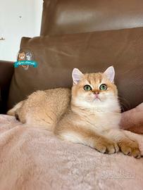 British Shorthair Scottish Fold e Straight