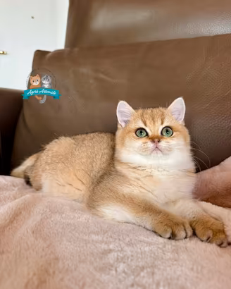 British Shorthair Scottish Fold e Straight