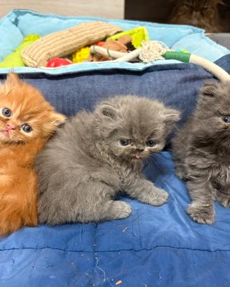 Piccoli gatti persiani
