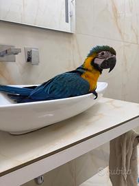 Ara 4 mesi appena svezata