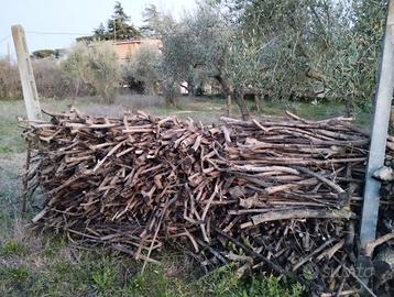 Legna olivo da ardere