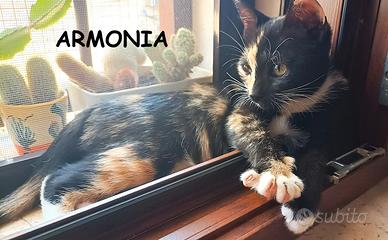ARMONIA micina di 3 mesi