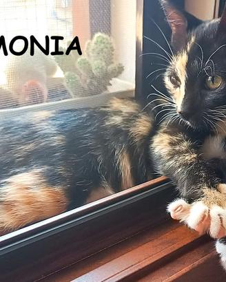 ARMONIA micina di 3 mesi