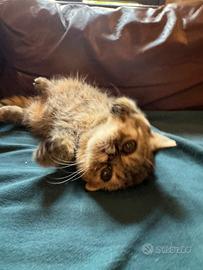 Stupende gattine esotiche