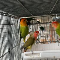 Inseparabili Agapornis Roseicollis