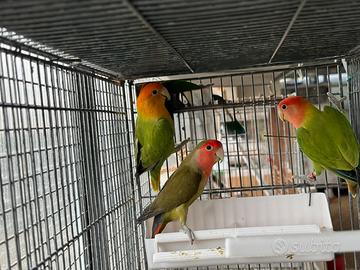 Inseparabili Agapornis Roseicollis