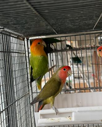 Inseparabili Agapornis Roseicollis