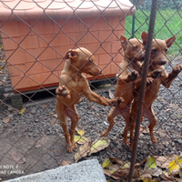 Cuccioli di cirneco