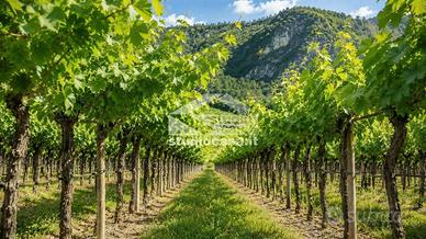Terreno di 13552 m² a Volano