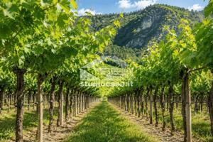 Terreno di 13552 m² a Volano