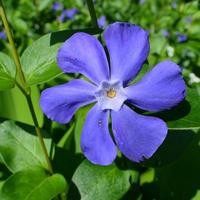 vaso grande BIANCO +piante diverse BIO 4 stagioni