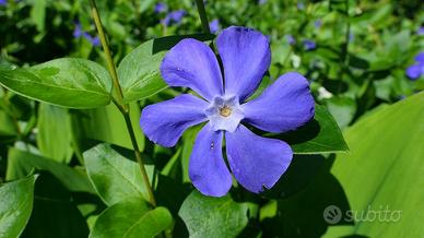 vaso grande BIANCO +piante diverse BIO 4 stagioni