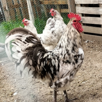 Gruppo Australorp Splash