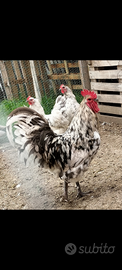 Gruppo Australorp Splash