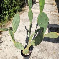 pianta grassa  h 80cm