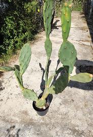 pianta grassa  h 80cm