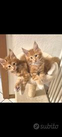Gattini Main Coon