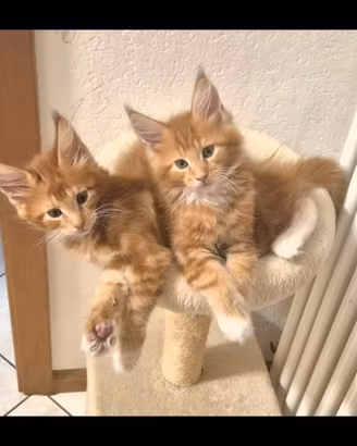 Gattini Main Coon
