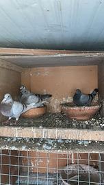 Piccioni viaggiatori