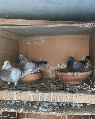 Piccioni viaggiatori