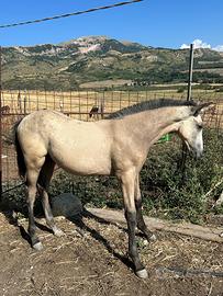 Puledro buckskin iberico