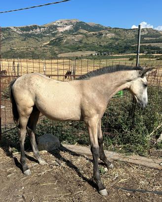 Puledro buckskin iberico