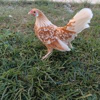 Bantam fulve a perle bianche