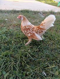 Bantam fulve a perle bianche