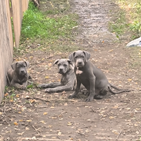 Cuccioli cane corso