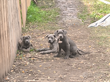 Cuccioli cane corso