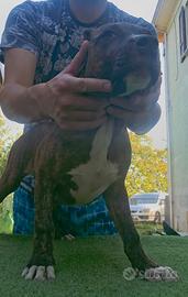 Pitbull