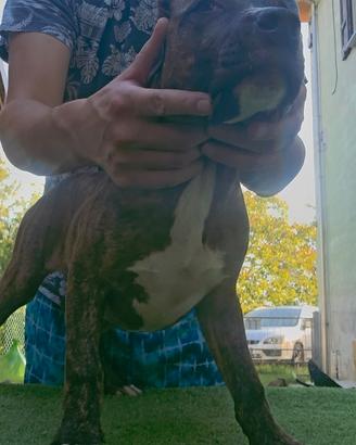 Pitbull