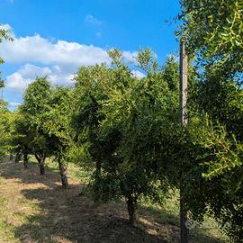 Alberi di giuggiole