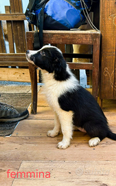 Border collie con pedigree