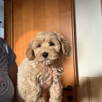 Cuccioli barboncino albicocca