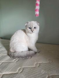 Scottish fold