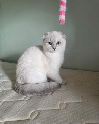 Scottish fold