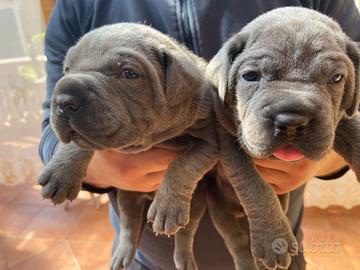 Cuccioli Cane Corso