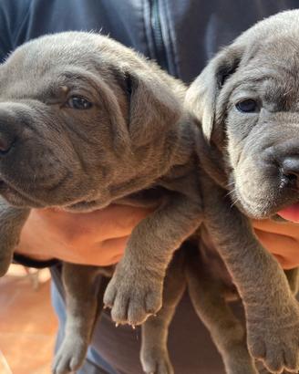 Cuccioli Cane Corso