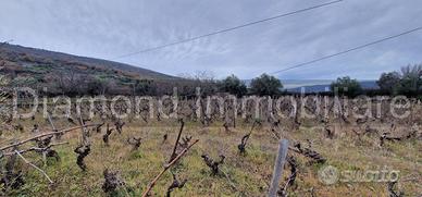 Vigneto in zona DOC a Castiglione di Sicilia