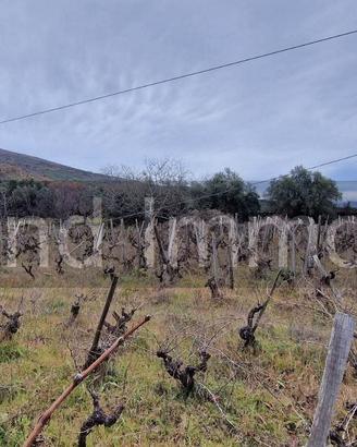 Vigneto in zona DOC a Castiglione di Sicilia