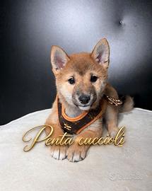 SHIBA INU CUCCIOLI GIAPPONESI manto rosso