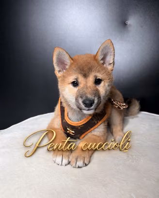 SHIBA INU CUCCIOLI GIAPPONESI manto rosso
