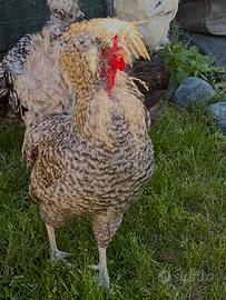 Gallo Padovano