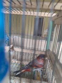2 F1 cardinalino x canarina