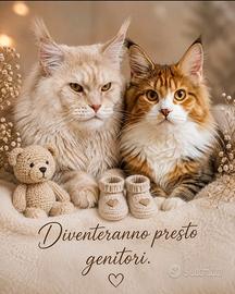 Cuccioli di Maine Coon